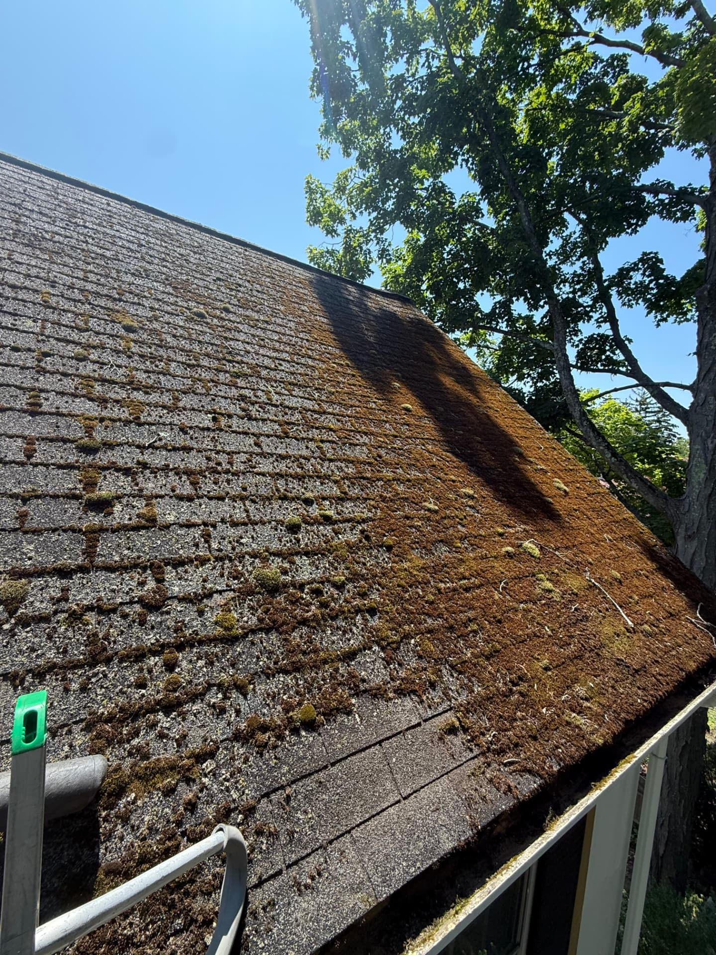 Asphalt shingle roof heavily covered with moss before professional cleaning