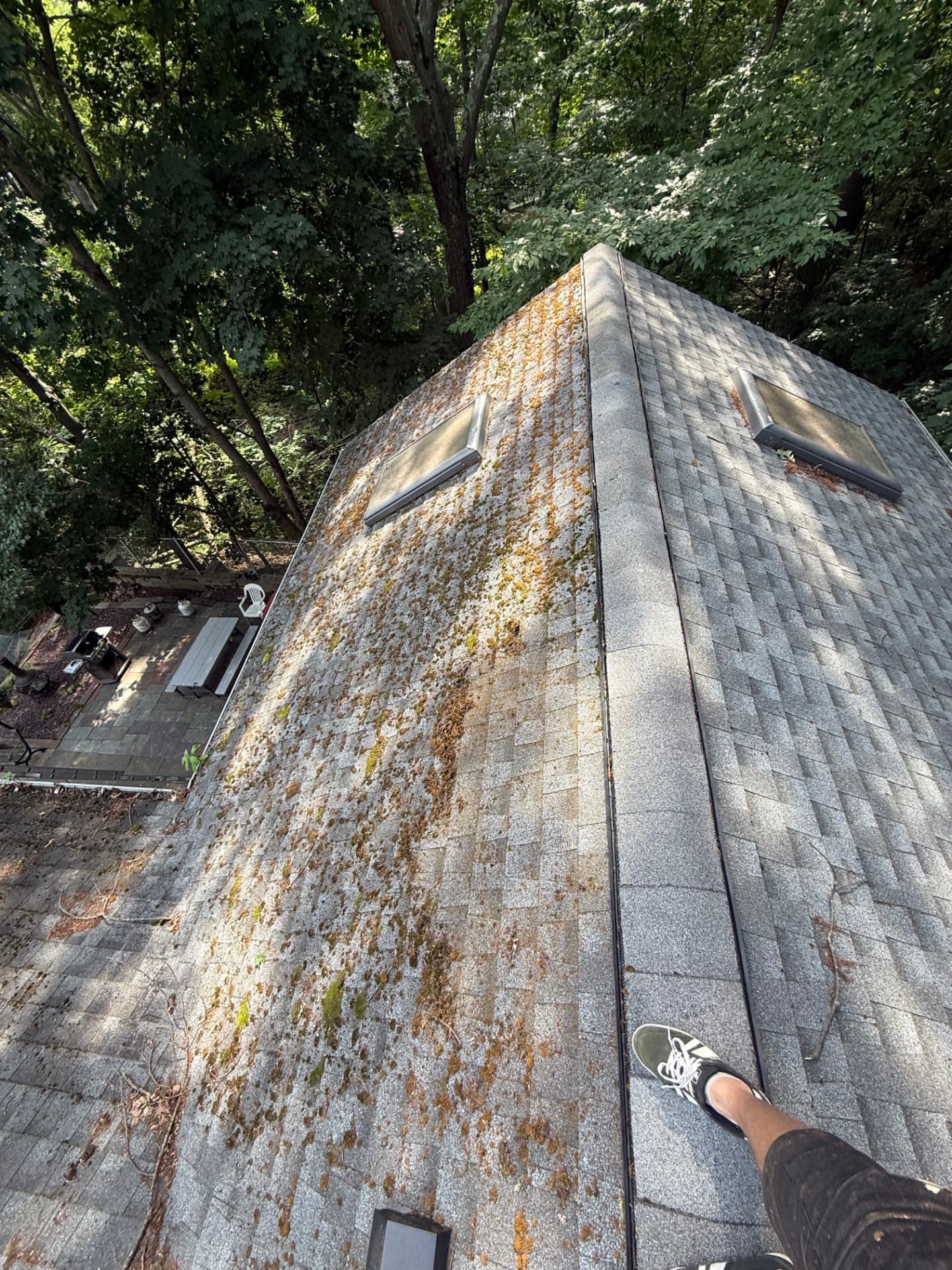 Residential asphalt roof covered with moss and organic growth before washing