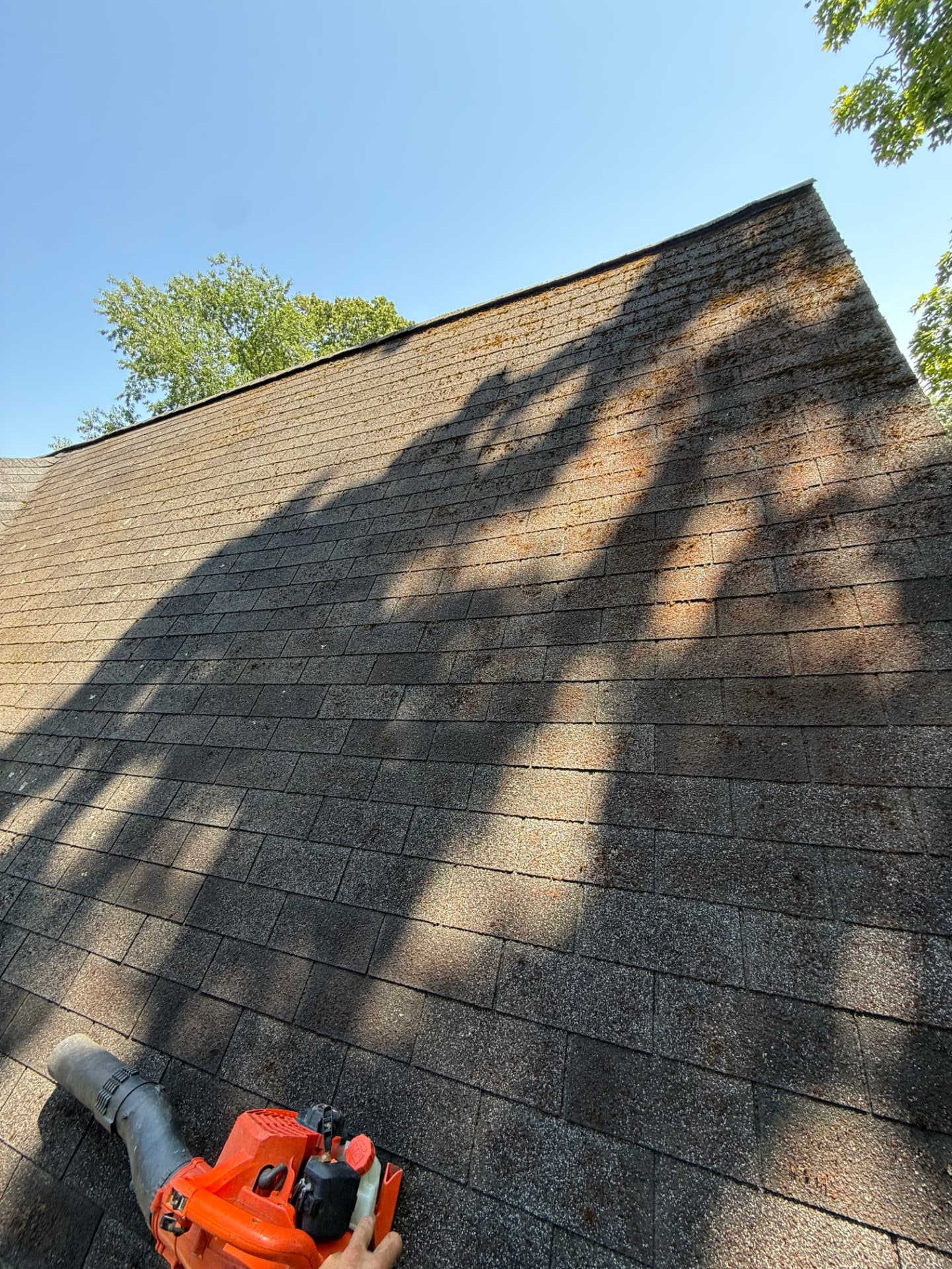 The same asphalt shingle roof clean after professional moss removal
