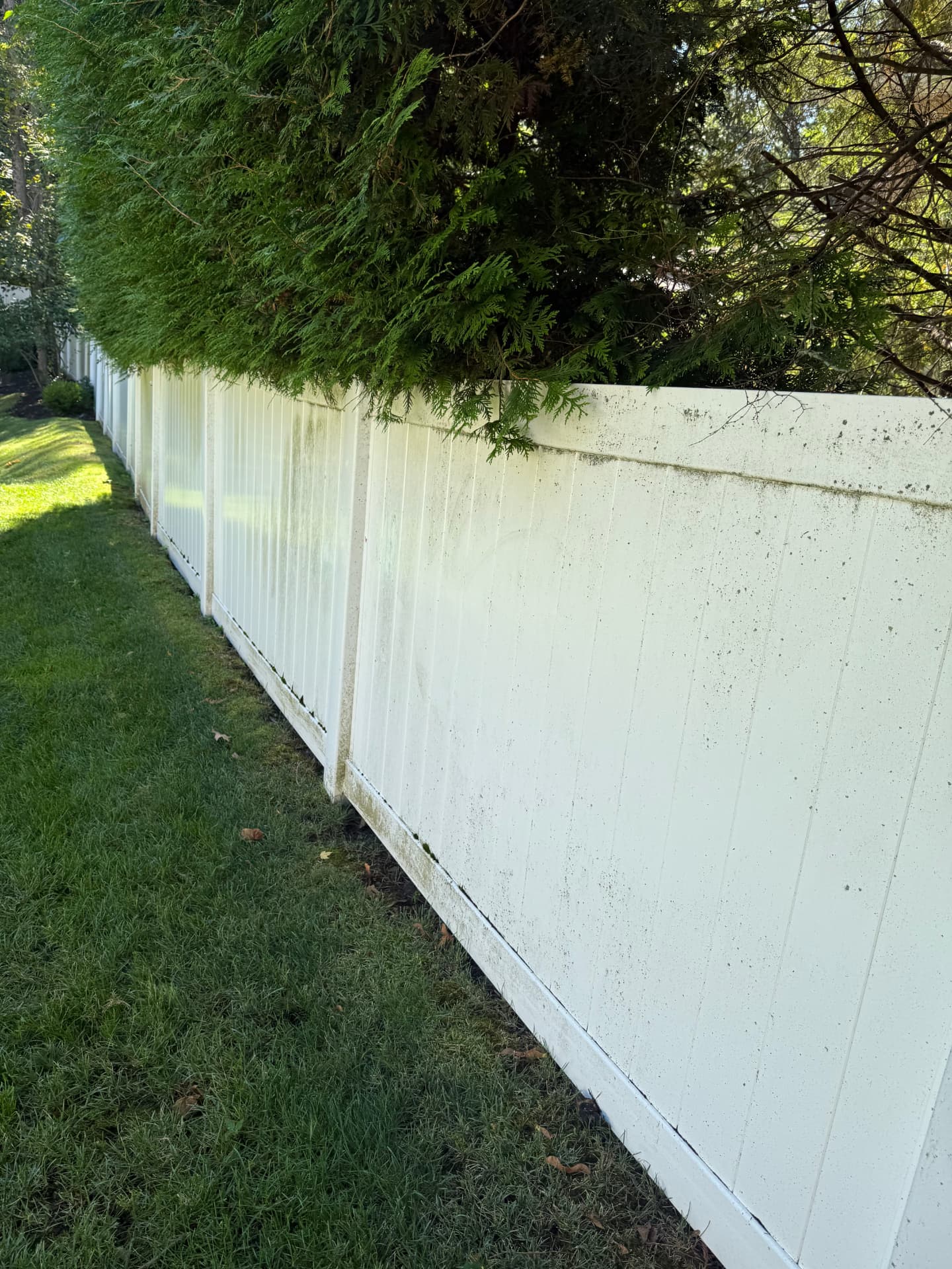 Long stretch of vinyl fence with green algae and dark mildew speckles before cleaning