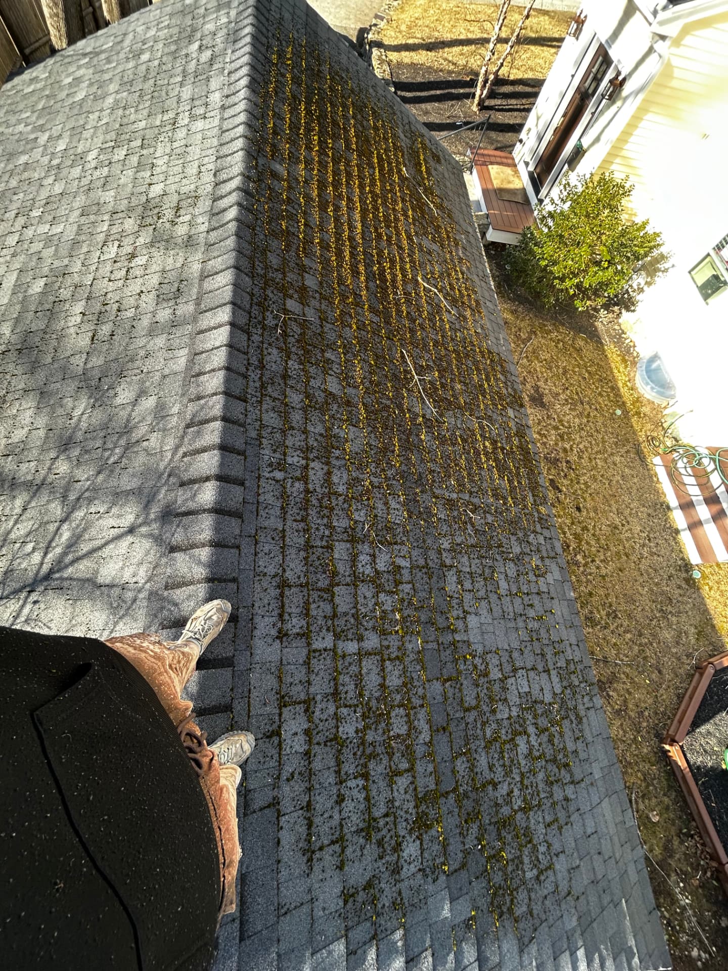 Roof with thick vertical streaks of yellowish-green moss and algae before washing